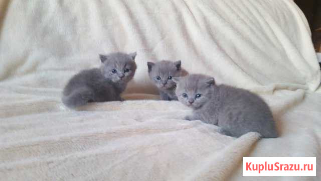 Котята Луховицы - изображение 1