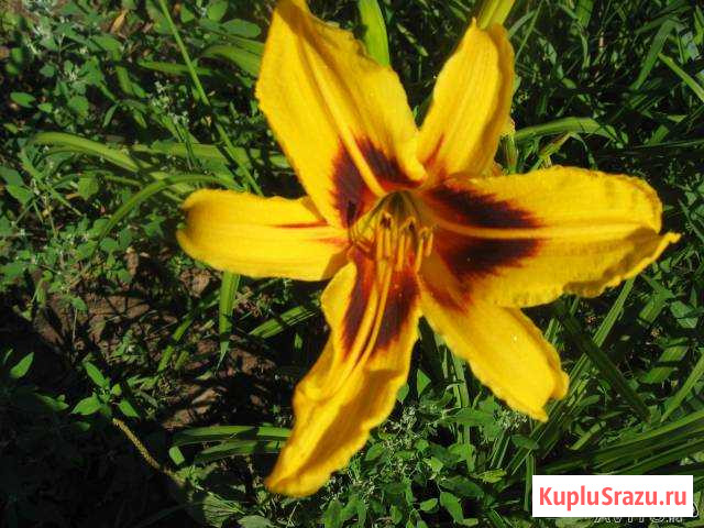 Лилейники Бронницы - изображение 1