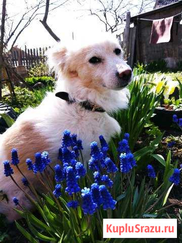 Ищем невесту Санкт-Петербург - изображение 1