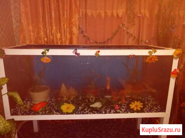 Аквариум Апшеронск - изображение 1