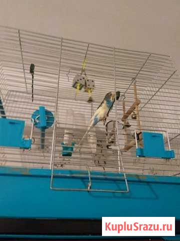 Попугайчик волнистый Санкт-Петербург - изображение 1