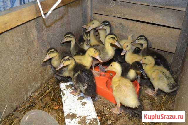 Продам утят Геленджик - изображение 1