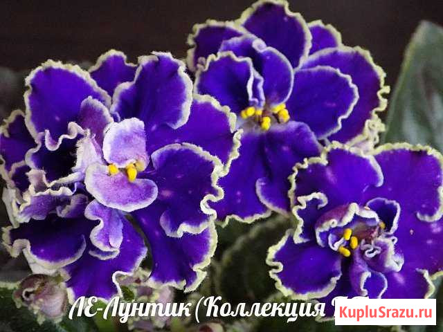 Сортовые фиалки Ейск - изображение 1