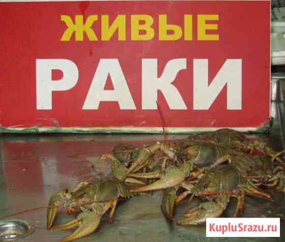 Живые раки Алексеевка
