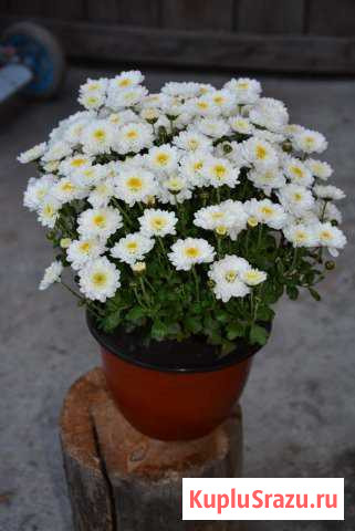 Хризантемы мультифлора Бийск - изображение 1