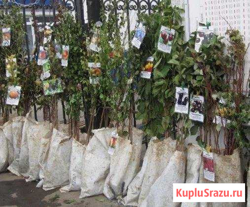 Саженцы и кустарники Валуйки - изображение 1