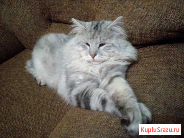 Котята курильского бобтейла Ангарск - изображение 1