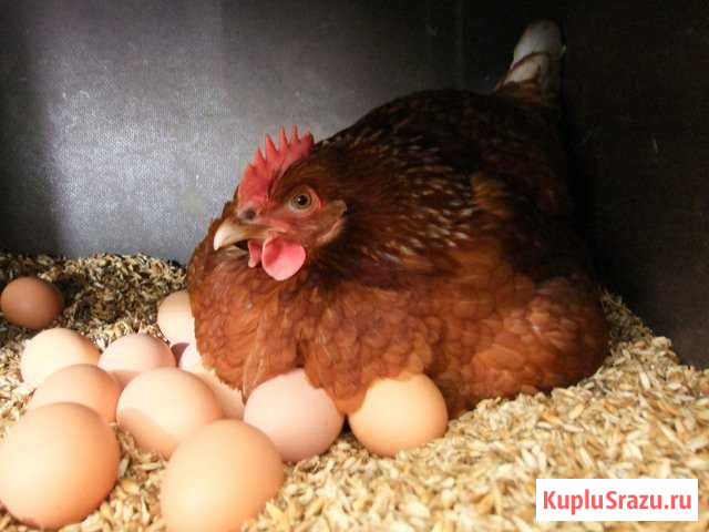 Яйцо куриное Тында - изображение 1