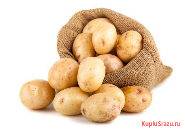 Картофель Братск - изображение 1