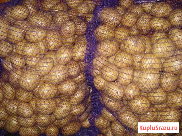 Картофель Усолье-Сибирское - изображение 1