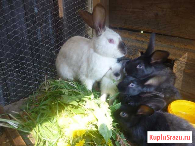 Продаются кролики на племя Березовский - изображение 1