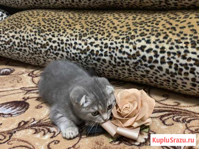 Шотландские котята Миасс - изображение 1