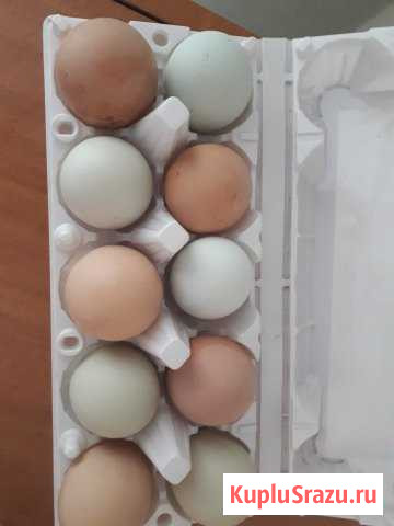 Яйцо инкубационное Нижний Тагил - изображение 1