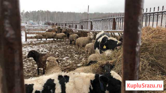 Бараны и Кролики Екатеринбург - изображение 1