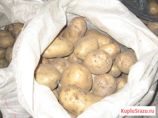 Продам картофель Южноуральск - изображение 1