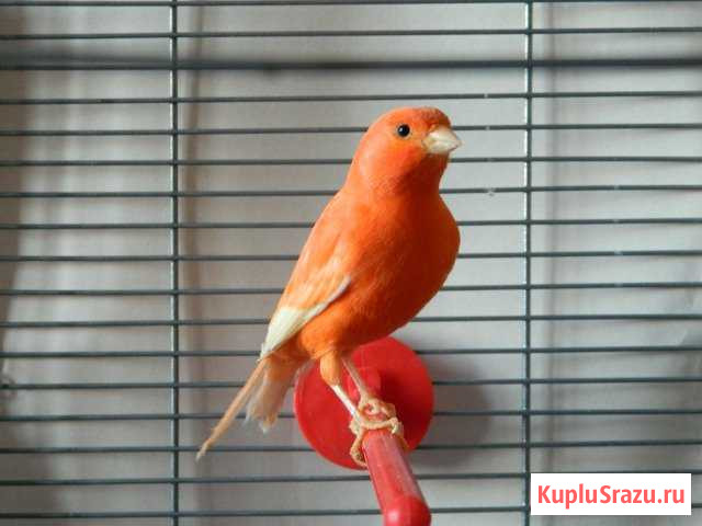 Кенара и канарейки Магнитогорск - изображение 1