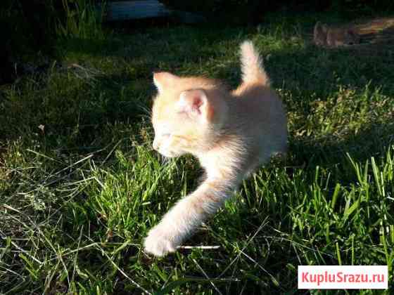 Отдам котят в хорошие руки Нижний Тагил