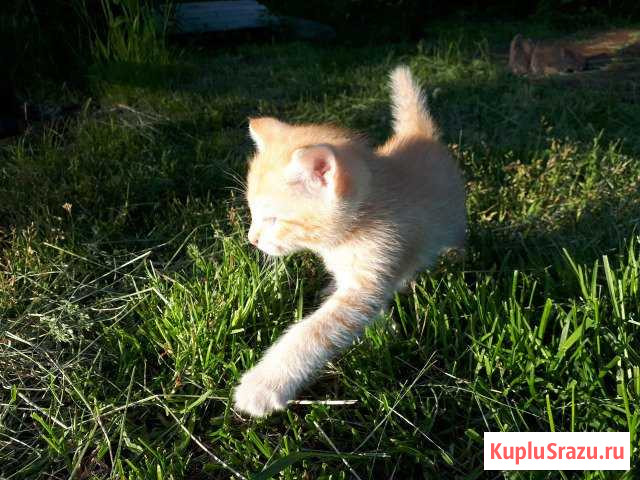 Отдам котят в хорошие руки Нижний Тагил - изображение 1