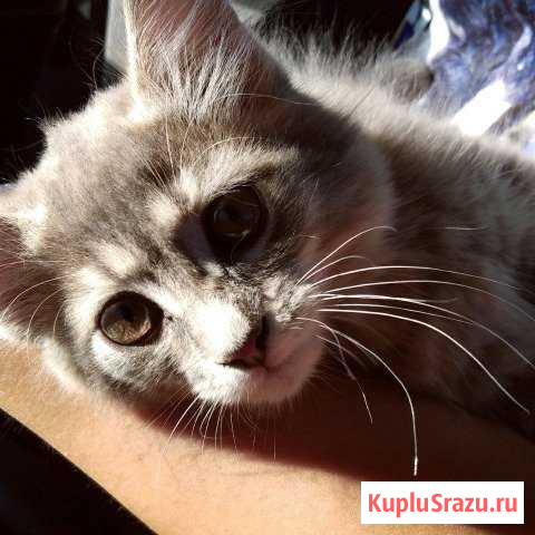 Отдам котенка Копейск - изображение 1