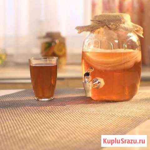 Чайный гриб Нижний Новгород