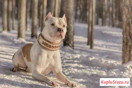 Кобель для вязки Бийск