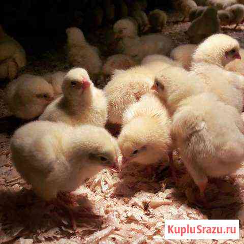 Продам цыплят бройлеров, несушек,гусей, утят. Корм Благовещенск