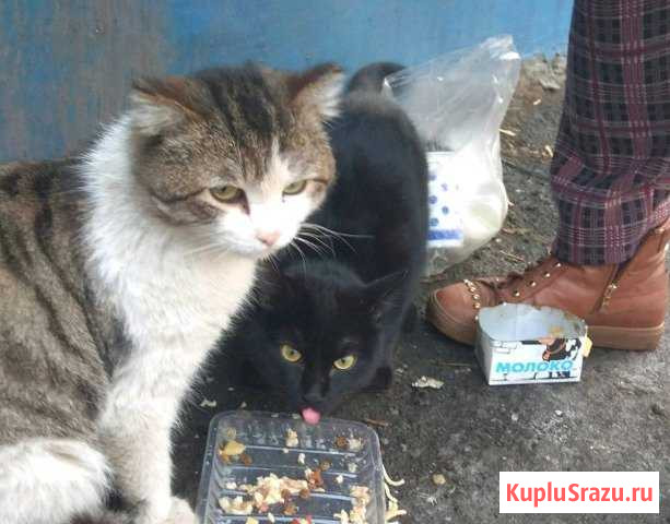 В Добрые руки Иркутск - изображение 1