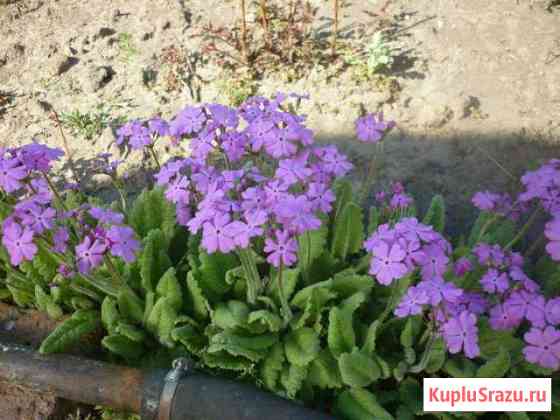 Примула Ангарск