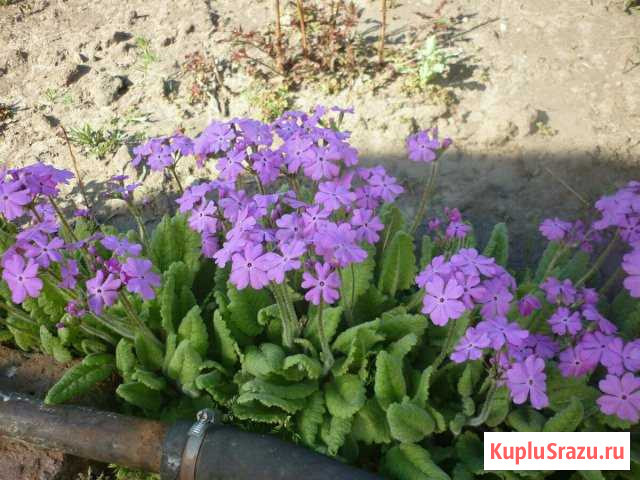 Примула Ангарск - изображение 1