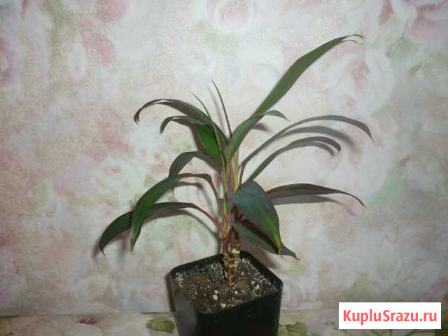 Кордилина Ангарск - изображение 1