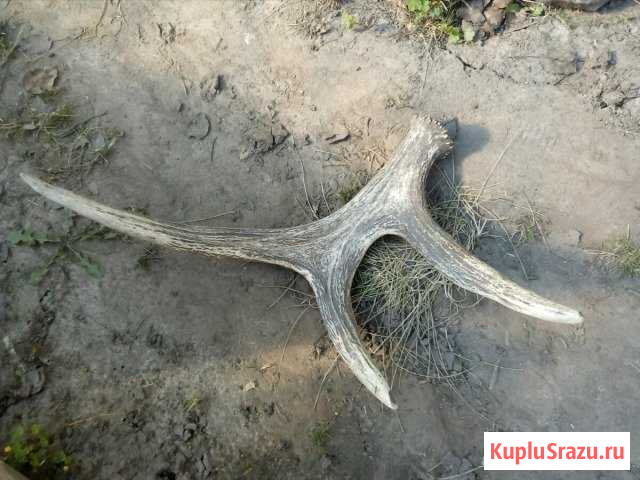 Рога лося необработанные продам Железногорск - изображение 1