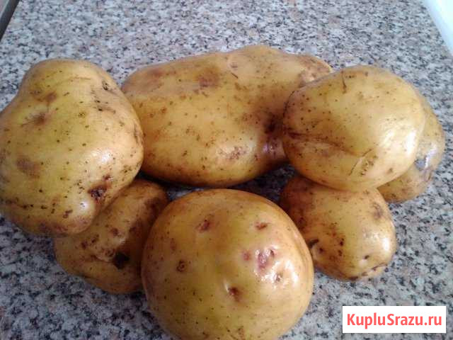 Картофель Барабинск - изображение 1