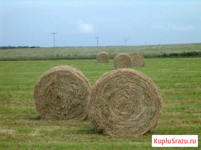 Луговое сено Старомарьевка - изображение 1