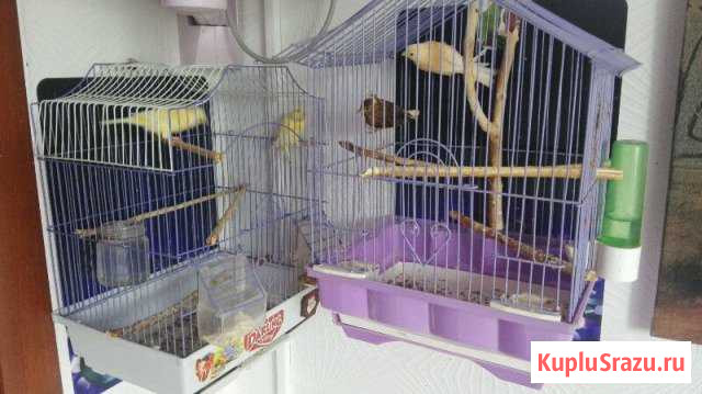 Продам кенара Балаково - изображение 1