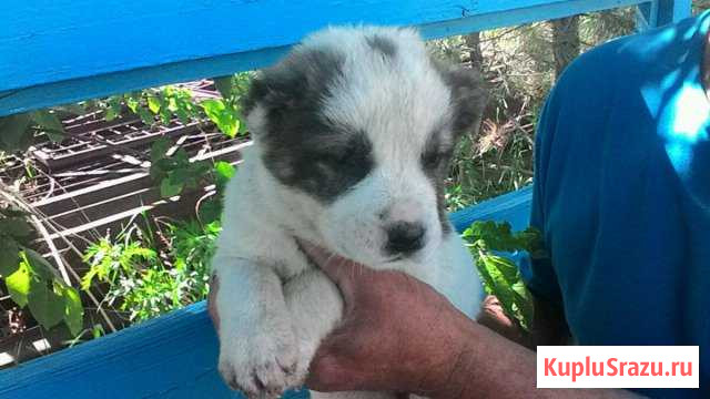 Щенки сао(Алабаи) Первомайский - изображение 1