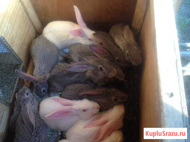 Крольчата породы серый и белый великан Иркутск - изображение 1