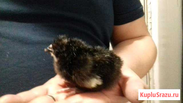 Цыплята Кемерово - изображение 1