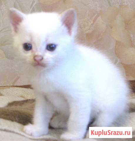 Котенок-мальчик Заволжье - изображение 1