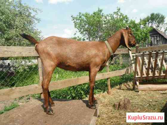 Нубийские козы Нижний Новгород