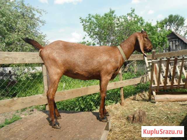 Нубийские козы Нижний Новгород - изображение 1
