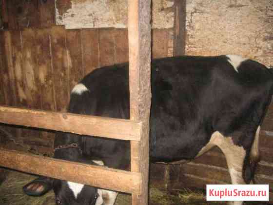 Продам от домашней коровы - Телку 1 год Гатчина
