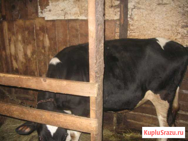 Продам от домашней коровы - Телку 1 год Гатчина - изображение 1