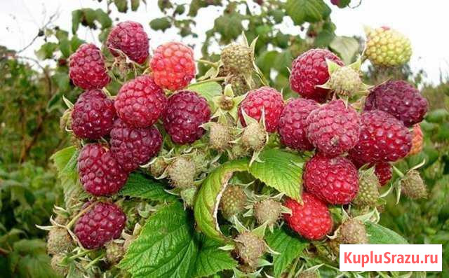 Малина ремонтантная крупная Северный - изображение 1