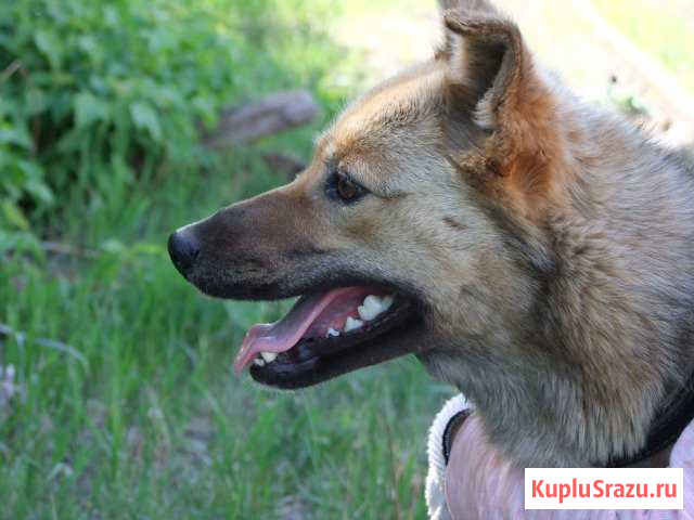 Брауни Кумертау - изображение 1