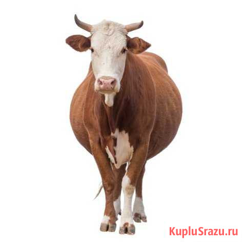 Продам корову Кармаскалы - изображение 1