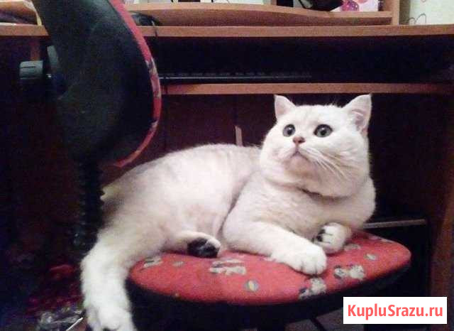 Кот Клинцы - изображение 1