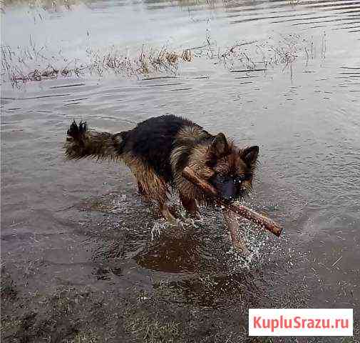 Вязка. Щенки Ковров