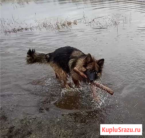Вязка. Щенки Ковров - изображение 1