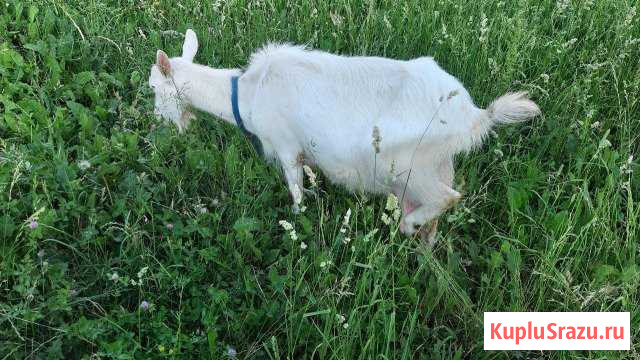 Дойные козы Гороховец - изображение 1