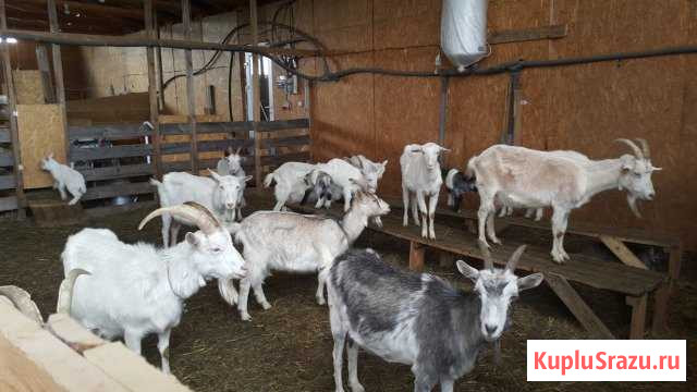Продам стадо коз Ладушкин - изображение 1